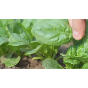 spinach (23)-8016097-43540.webp